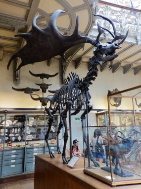 Paris 'teki Paleontoloji ve Karşılaştırmalı Anatomi Müzesini ziyaret edin