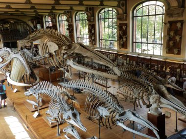 Paris 'teki Paleontoloji ve Karşılaştırmalı Anatomi Müzesini ziyaret edin
