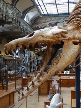 Paris 'teki Paleontoloji ve Karşılaştırmalı Anatomi Müzesini ziyaret edin
