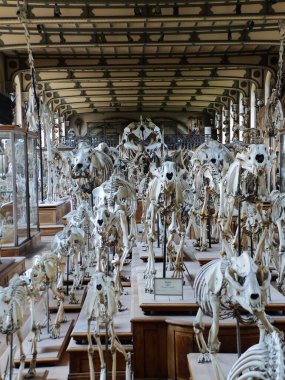 Paris 'teki Paleontoloji ve Karşılaştırmalı Anatomi Müzesini ziyaret edin