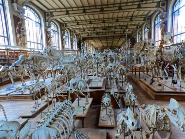 Paris 'teki Paleontoloji ve Karşılaştırmalı Anatomi Müzesini ziyaret edin