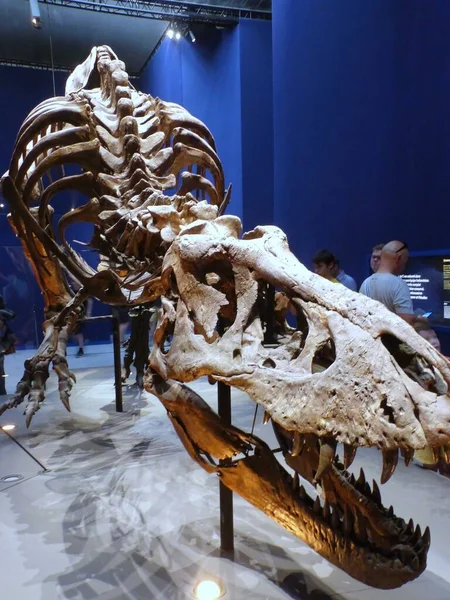 Paris Teki Paleontoloji Karşılaştırmalı Anatomi Müzesini Ziyaret Edin — Stok fotoğraf