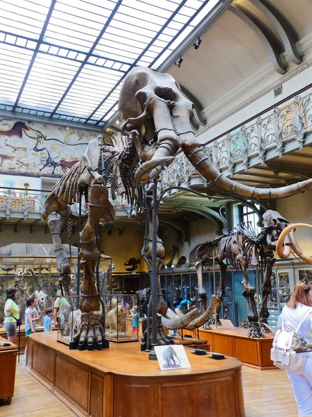 参观巴黎古生物学博物馆和比较解剖学 — 图库照片