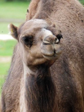 Beauval Zoo + Pairi Daiza Hayvanat Bahçesi: Çok sayıda hayvan