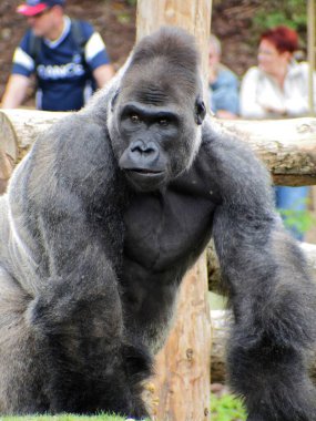 Beauval Zoo + Pairi Daiza Hayvanat Bahçesi: Çok sayıda hayvan