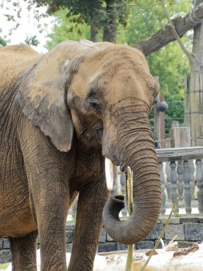 Beauval Zoo + Pairi Daiza Hayvanat Bahçesi: Çok sayıda hayvan