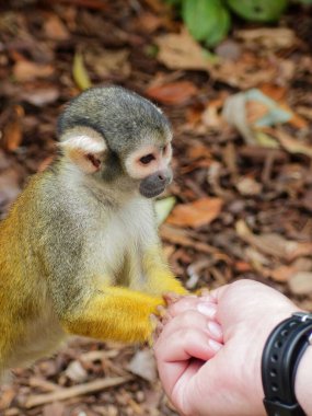Beauval Zoo + Pairi Daiza Hayvanat Bahçesi: Çok sayıda hayvan