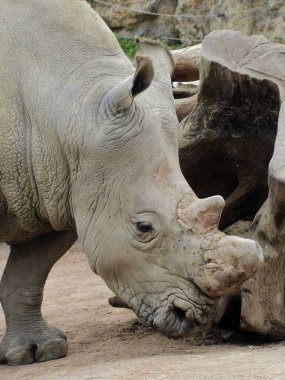 Beauval Zoo + Pairi Daiza Hayvanat Bahçesi: Çok sayıda hayvan