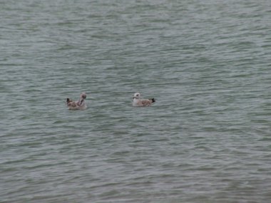 Ocak 2023, Dunkerque - Dunkerque sahilinde kış yürüyüşü - bir martı manzarası