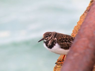 Ocak 2023, Dunkerque - Kırık Baraj Kış Yürüyüşü - Okyanus manzarası