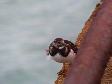 Ocak 2023, Dunkerque - Kırık Baraj Kış Yürüyüşü - Okyanus manzarası