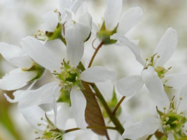 Meise, Belçika - Nisan 2022 Meise 'in muhteşem 92 hektarlık botanik bahçesini ziyaret edin.