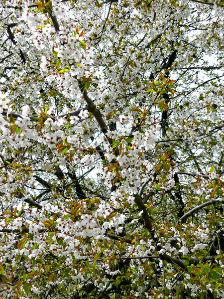 Meise Bélgica Abril 2022 Visita Magnífico Jardim Botânico Hectares Meise — Fotografia de Stock