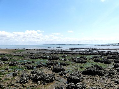 Ile d 'Aix, Ağustos 2024 Fransa' nın Atlantik kıyısındaki görkemli Ile d 'Aix' i ziyaret edin. 