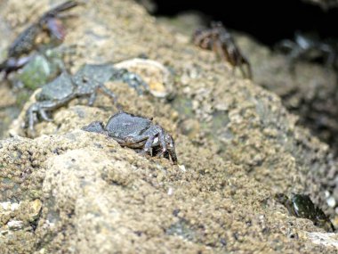 Küçük deniz yengeci yiyecek aramak için Atlantik kıyısındaki gelgitten faydalanıyor.