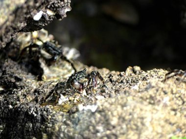 Küçük deniz yengeci yiyecek aramak için Atlantik kıyısındaki gelgitten faydalanıyor.