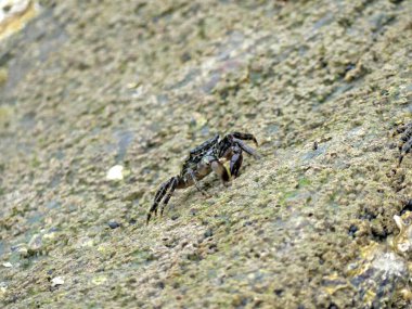 Küçük deniz yengeci yiyecek aramak için Atlantik kıyısındaki gelgitten faydalanıyor.