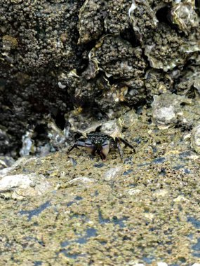 Küçük deniz yengeci yiyecek aramak için Atlantik kıyısındaki gelgitten faydalanıyor.