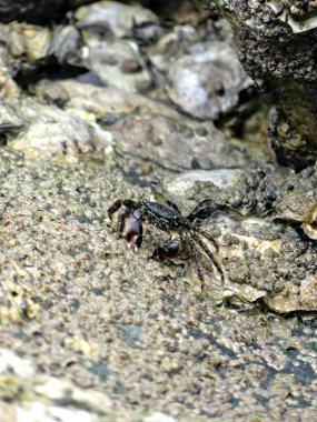 Küçük deniz yengeci yiyecek aramak için Atlantik kıyısındaki gelgitten faydalanıyor.