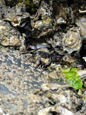 Küçük deniz yengeci yiyecek aramak için Atlantik kıyısındaki gelgitten faydalanıyor.