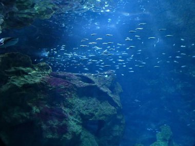 La Rochelle, Ağustos 2024: Avrupa 'nın en büyük akvaryumlarından birini ziyaret edin (akvaryum, balık, köpekbalığı, mercan, medusa, vb..).