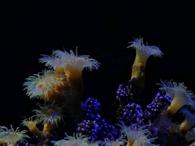 La Rochelle, Ağustos 2024: Avrupa 'nın en büyük akvaryumlarından birini ziyaret edin (akvaryum, balık, köpekbalığı, mercan, medusa, vb..).