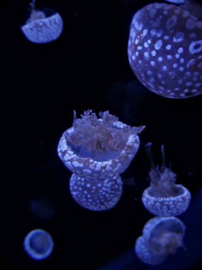 La Rochelle, Ağustos 2024: Avrupa 'nın en büyük akvaryumlarından birini ziyaret edin (akvaryum, balık, köpekbalığı, mercan, medusa, vb..).