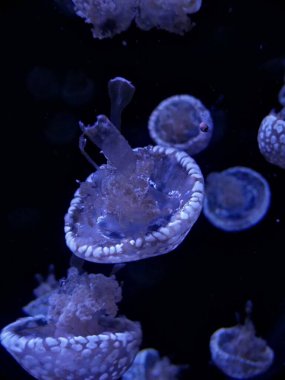 La Rochelle, Ağustos 2024: Avrupa 'nın en büyük akvaryumlarından birini ziyaret edin (akvaryum, balık, köpekbalığı, mercan, medusa, vb..).