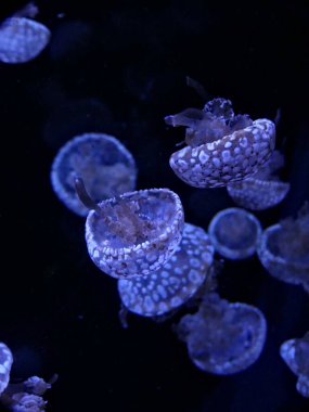 La Rochelle, Ağustos 2024: Avrupa 'nın en büyük akvaryumlarından birini ziyaret edin (akvaryum, balık, köpekbalığı, mercan, medusa, vb..).