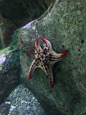 La Rochelle, Ağustos 2024: Avrupa 'nın en büyük akvaryumlarından birini ziyaret edin (akvaryum, balık, köpekbalığı, mercan, medusa, vb..).