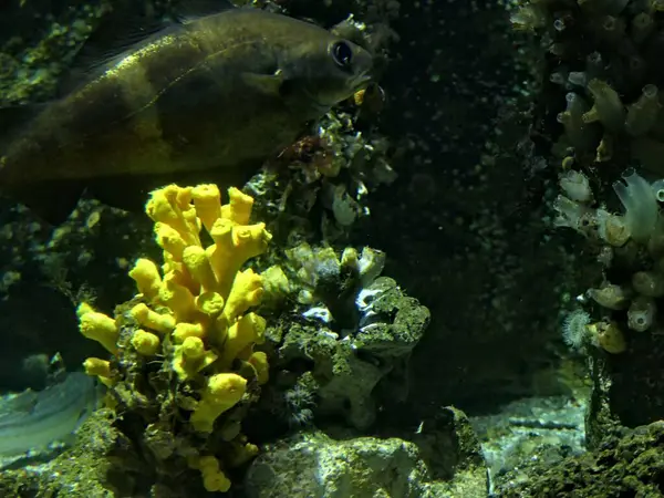 stock image La Rochelle, August 2024: Visit to one of Europe's largest aquariums (aquarium, fish, shark, coral, medusa, etc.).