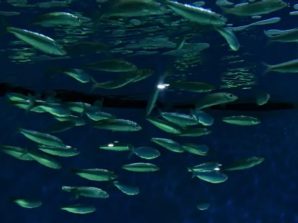 stock image La Rochelle, August 2024: Visit to one of Europe's largest aquariums (aquarium, fish, shark, coral, medusa, etc.).