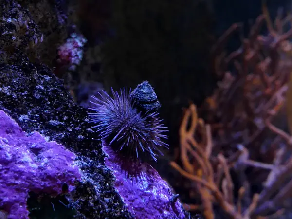 stock image La Rochelle, August 2024: Visit to one of Europe's largest aquariums (aquarium, fish, shark, coral, medusa, etc.).