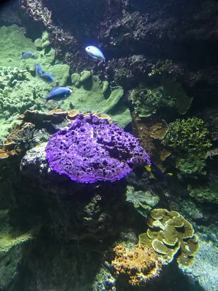 stock image La Rochelle, August 2024: Visit to one of Europe's largest aquariums (aquarium, fish, shark, coral, medusa, etc.).