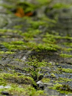 Fransa 'daki Argonne ormanında yürüyüş - Dini anıtın manzarası - Cte Vignes - Sainte Menehould Anma Töreni