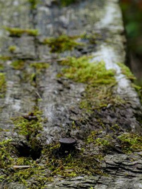 Fransa 'daki Argonne ormanında yürüyüş - Dini anıtın manzarası - Cte Vignes - Sainte Menehould Anma Töreni