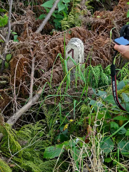 Tren yolu, demiryolu çevresi ve terk edilmiş eski köprü doğaya geri döndü.