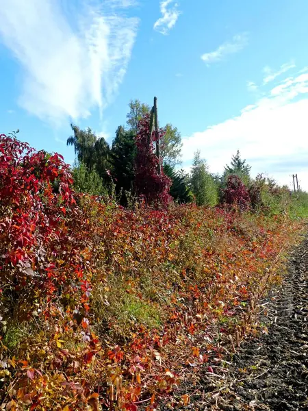 Tren yolu, demiryolu çevresi ve terk edilmiş eski köprü doğaya geri döndü.