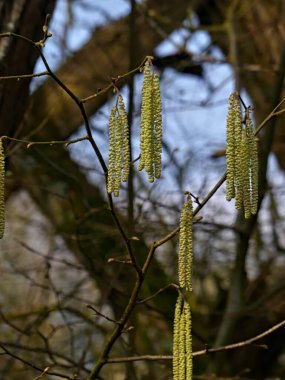 Fretin, Şubat 2025: Ağaçlar ve doğa ile çevrili Fretin bataklıklarında yürüyüş
