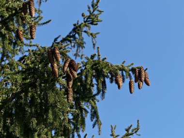 La Neuville Au Pont, Mart 2025: Ağaçlar ve doğa ile çevrili Argonne ve Ardennes ormanlarında yürüyüş