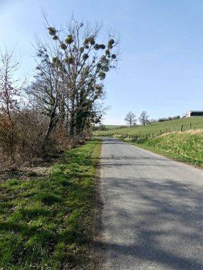 La Neuville Au Pont, Mart 2025: Ağaçlar ve doğa ile çevrili Argonne ve Ardennes ormanlarında yürüyüş
