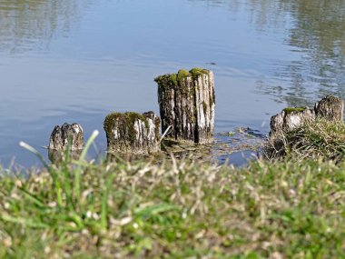 La Neuville Au Pont, Mart 2025: Ağaçlar ve doğa ile çevrili Argonne ve Ardennes ormanlarında yürüyüş