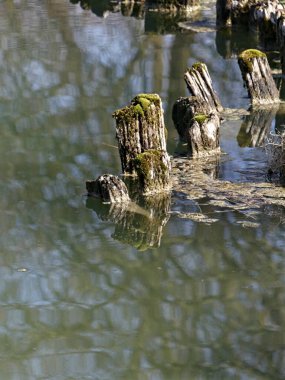 La Neuville Au Pont, Mart 2025: Ağaçlar ve doğa ile çevrili Argonne ve Ardennes ormanlarında yürüyüş