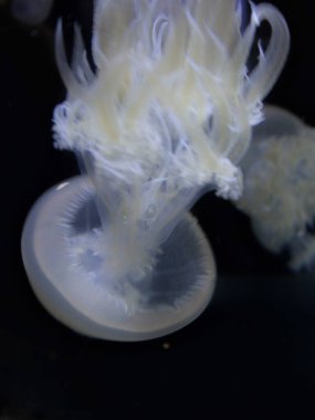 Boulogne sur Mer, Nisan 2025: Avrupa 'nın en büyük akvaryumunun ziyareti - Nausica Merkez National de la Mer