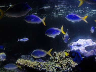 Boulogne sur Mer, Nisan 2025: Avrupa 'nın en büyük akvaryumunun ziyareti - Nausica Merkez National de la Mer