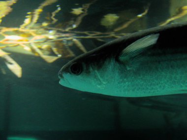 Boulogne sur Mer, Nisan 2025: Avrupa 'nın en büyük akvaryumunun ziyareti - Nausica Merkez National de la Mer