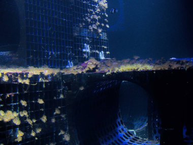 Boulogne sur Mer, Nisan 2025: Avrupa 'nın en büyük akvaryumunun ziyareti - Nausica Merkez National de la Mer