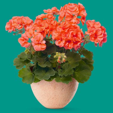 kap de fleur, dekorasyon de jardin