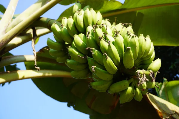 Bananenbaum Mit Einem Bund Wachsender Unreifer Grüner Bananen — Stockfoto