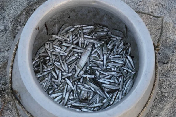 stock image lot of small fish in the pot. fish colony, fishing